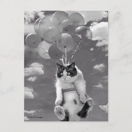 Postkarte: Witzige Katze, die mit Balloons fliegt Postkarte (Vorderseite)