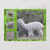 Postkarte - Wolle am Hof (Vorderseite)