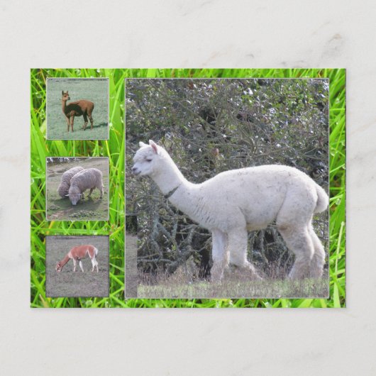 Postkarte - Wolle am Hof (Vorderseite)