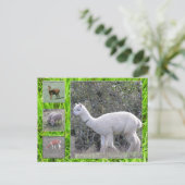 Postkarte - Wolle am lebenden Tier (Stehend Vorderseite)