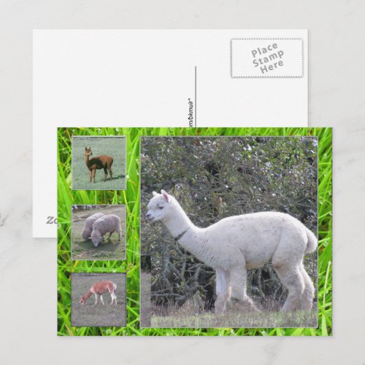 Postkarte - Wolle am lebenden Tier (Vorne/Hinten)