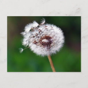 Postkarte - Wünsche