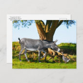 Postkarte "Young Eno & Henri" (Vorne/Hinten)