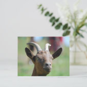 Postkarte _ Ziege (Stehend Vorderseite)