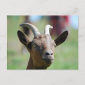 Postkarte _ Ziege (Vorderseite)