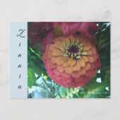 Postkarte - Zinnia (Vorderseite)