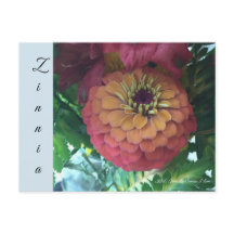 Postkarte - Zinnia