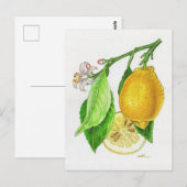 Postkarte Zitrone « Limonier ferraris » (Vorne/Hinten)