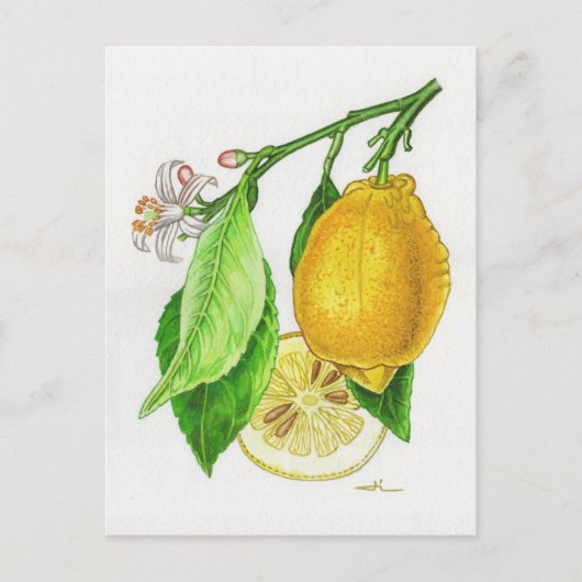 Postkarte Zitrone « Limonier ferraris » (Vorderseite)