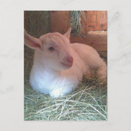 Postkarte Zoe's Doelings