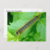 Postkarte zur Raupe Ostzent (Vorne/Hinten)