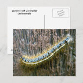 Postkarte zur Raupe Ostzent (Vorne/Hinten)