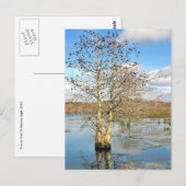 Postkarte: Zwei Bäume als eine Postkarte (Vorne/Hinten)