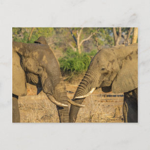 Postkarte - Zwei männliche afrikanische Elefanten 
