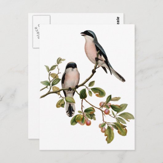 Postkarte - zwei Vögel (Vorne/Hinten)