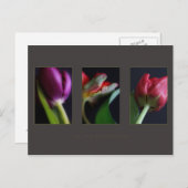 Postkarten (Vorne/Hinten)