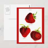 Postkarten-Botanik-Erdbeeren Postkarte (Vorne/Hinten)