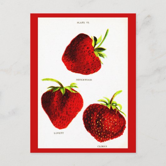Postkarten-Botanik-Erdbeeren Postkarte (Vorderseite)
