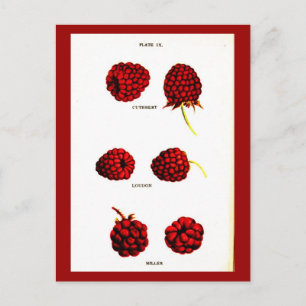 Postkarten-Botanik-Himbeeren Postkarte