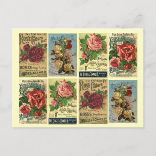 Postkarten-Erbstückrosen Vintage-Rosenkultur-Anzei Postkarte