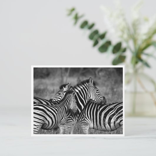Postkarten - Familie der Zebra (Stehend Vorderseite)