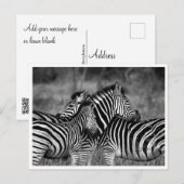 Postkarten - Familie der Zebra (Vorne/Hinten)