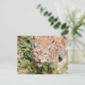 Postkarten Foto Katze , Luchs , Tiere. (Stehend Vorderseite)
