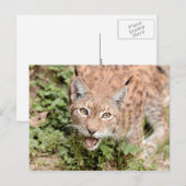 Postkarten Foto Katze , Luchs , Tiere. (Vorne/Hinten)