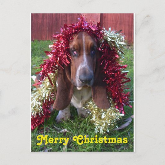 Postkarten-frohe Weihnachten Basset Hound in der (Vorderseite)