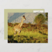 Postkarten für Baby-Giraffe (Vorne/Hinten)