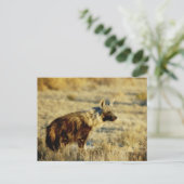 Postkarten für braune Hyänen (Stehend Vorderseite)