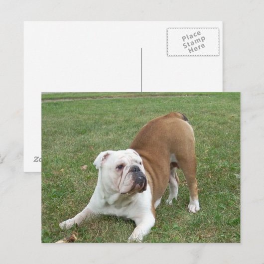 Postkarten für Bulldokards (Vorne/Hinten)