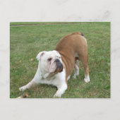 Postkarten für Bulldokards (Vorderseite)