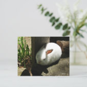 Postkarten für Bunny Dreams (Stehend Vorderseite)