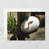 Postkarten für Bunny Dreams (Vorne/Hinten)