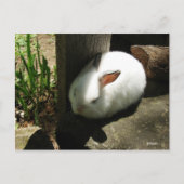 Postkarten für Bunny Dreams (Vorderseite)