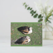 Postkarten für Enten (Stehend Vorderseite)