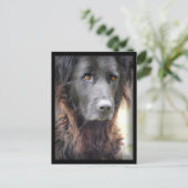 Postkarten für Hunde (Stehend Vorderseite)