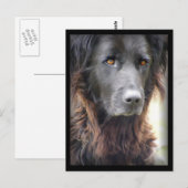 Postkarten für Hunde (Vorne/Hinten)