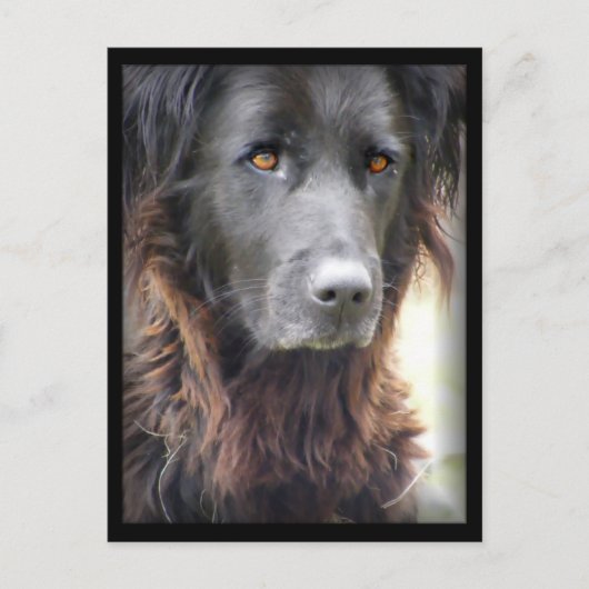 Postkarten für Hunde (Vorderseite)