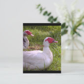 Postkarten für Muscovy Drakes (Stehend Vorderseite)