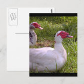 Postkarten für Muscovy Drakes (Vorne/Hinten)