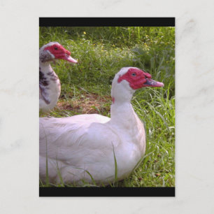 Postkarten für Muscovy Drakes