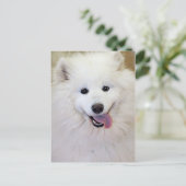 Postkarten für Samoyed Hunde (Stehend Vorderseite)
