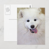 Postkarten für Samoyed Hunde (Vorne/Hinten)