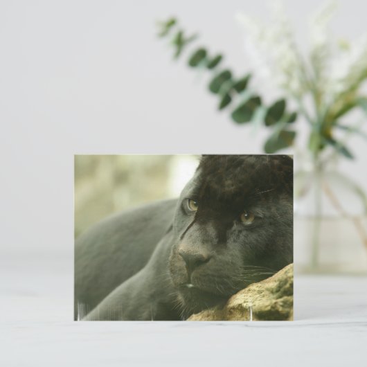 Postkarten für Schlafpanther (Stehend Vorderseite)