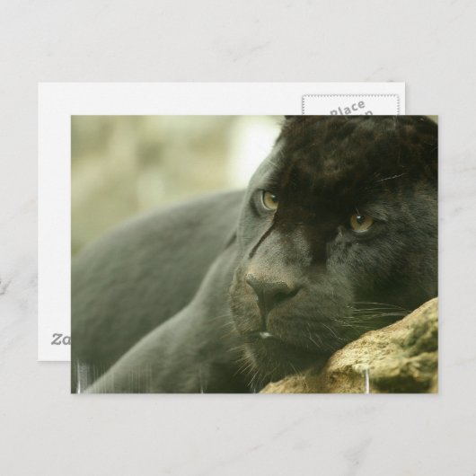 Postkarten für Schlafpanther (Vorne/Hinten)