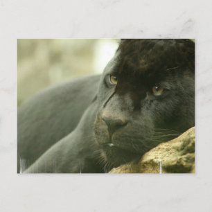 Postkarten für Schlafpanther