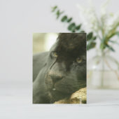 Postkarten für Schlafpanther (Stehend Vorderseite)