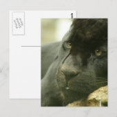 Postkarten für Schlafpanther (Vorne/Hinten)